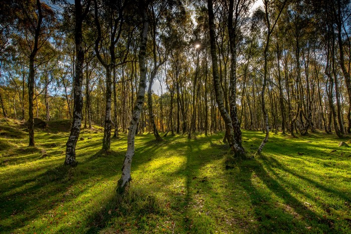 Autumn forest with sunbeams in Bole Hill, Derbyshire, UK