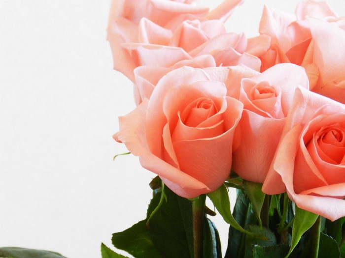 Pink roses on a white background