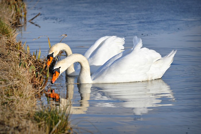Two white swans by the grassy shore