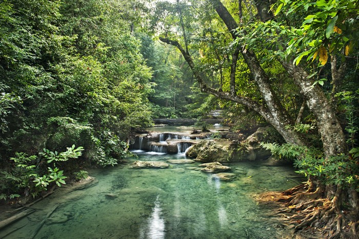 Serene Jungle River with Small Waterfalls