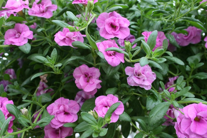 Violet Calibrachoa flowers in close-up