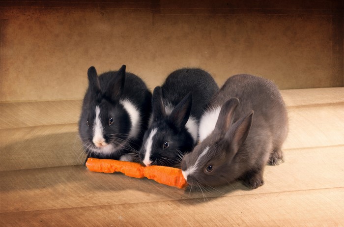 Three baby rabbits eating a carrot