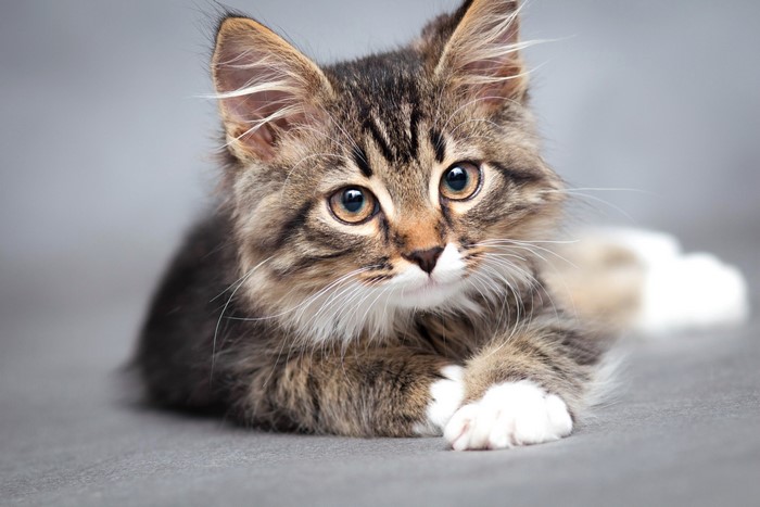 Tabby kitten with white paws looking forward