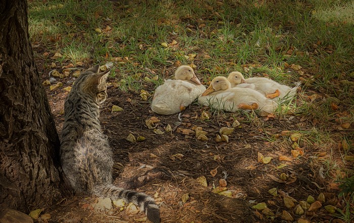 Cat watching ducklings by a tree
