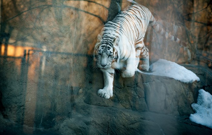 White tiger walking on rocks with snow