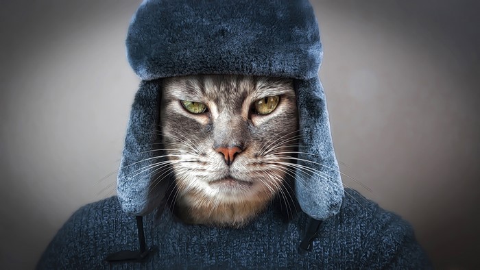 Cat wearing a Russian winter hat and sweater