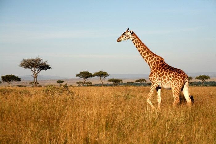 Giraffe walking in the savanna with acacia trees