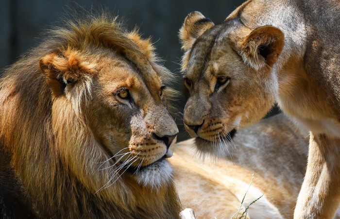 Male and female lions looking at each other