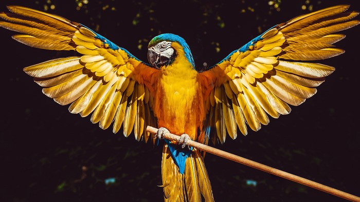 4K Vibrant Blue and Yellow Ara Parrot with Spread Wings