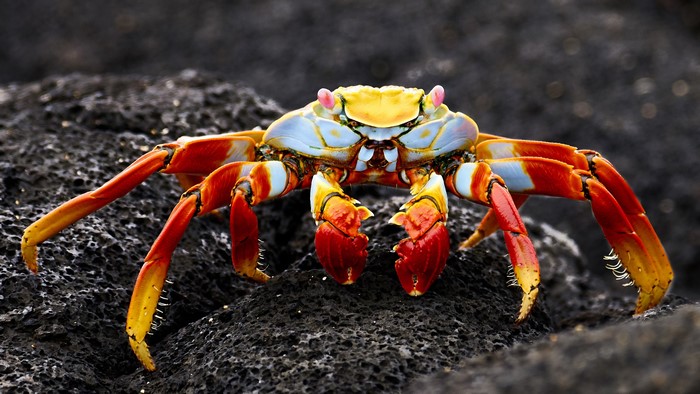 4K Closeup of a Sally Lightfoot Crab