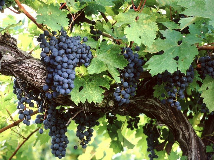 Bunches of dark grapes hanging from a vine with green leaves