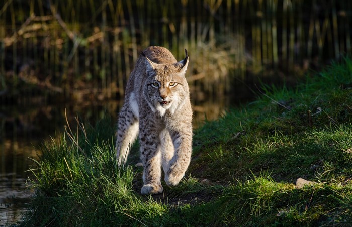 Lynx walking on grass near water
