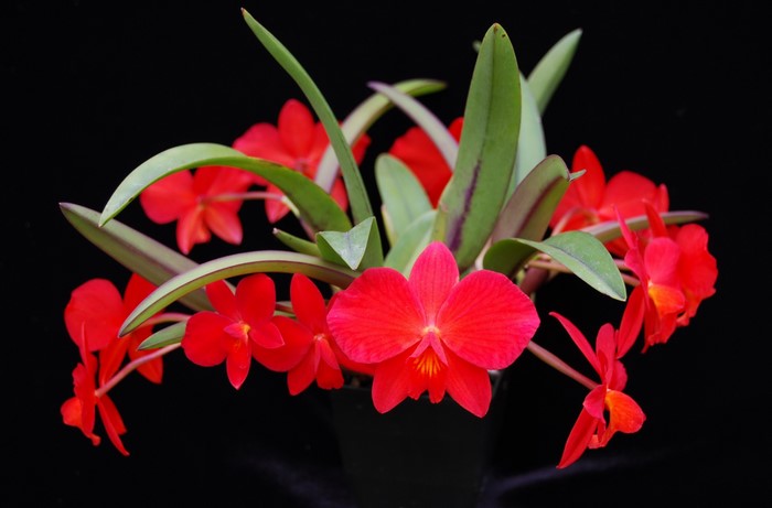 Red orchids with green leaves on black background