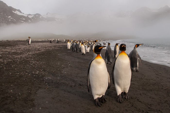 King Penguins on a beach with mountains in the background
