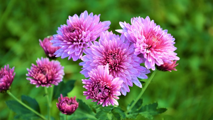 Pink Chrysanthemums in Bloom