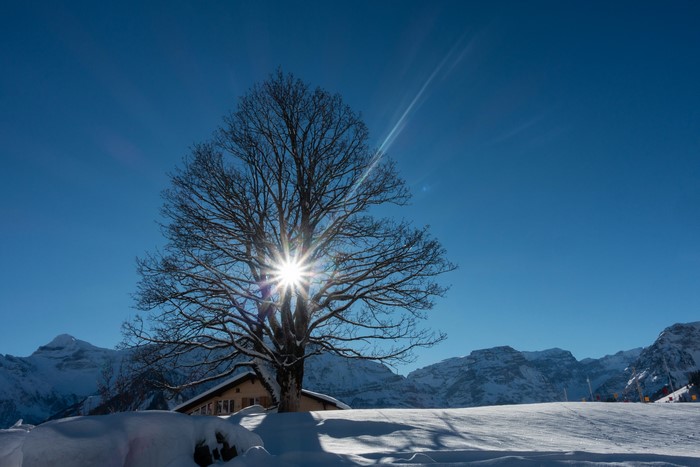 Bare tree with sun rays over snowy mountains in Braunwald, Switzerland