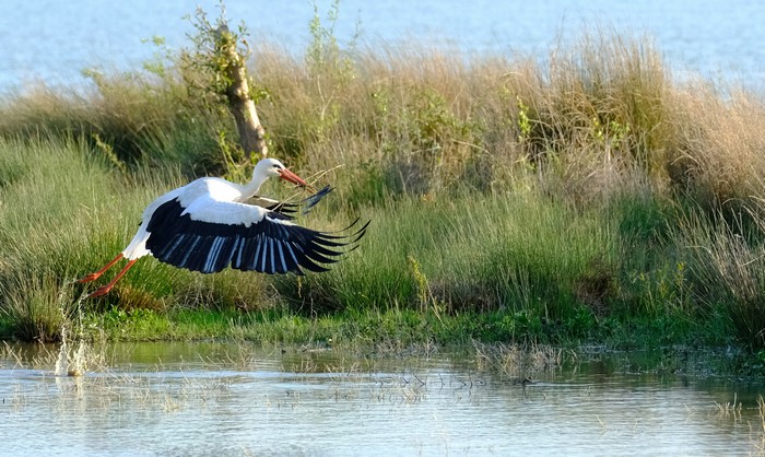 White stork flying over water with nesting material