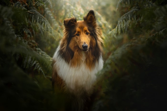 Collie dog in a forest