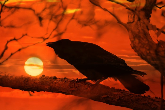 Crow on a branch at sunset