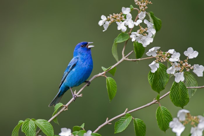 Indigo bunting on a branch with white flowers