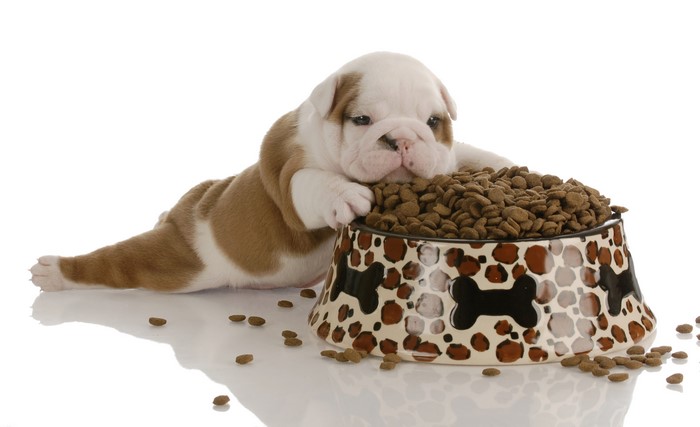 Bulldog puppy with a bowl of dog food