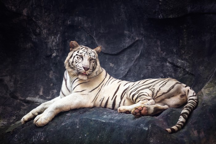 White Tiger Lying on a Rock