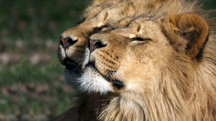 Two lions resting in the sun