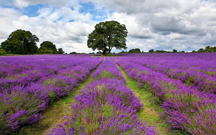 Lavender field with a large tree under a cloudy sky