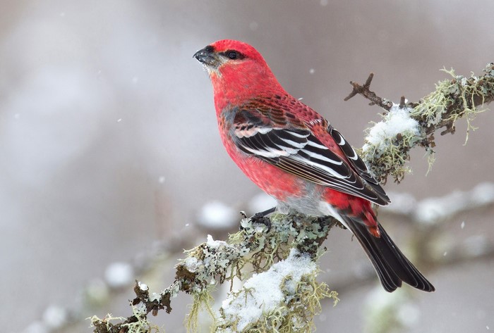 Pine grosbeak perched on a snowy branch