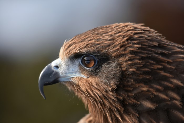 Black kite bird head and beak