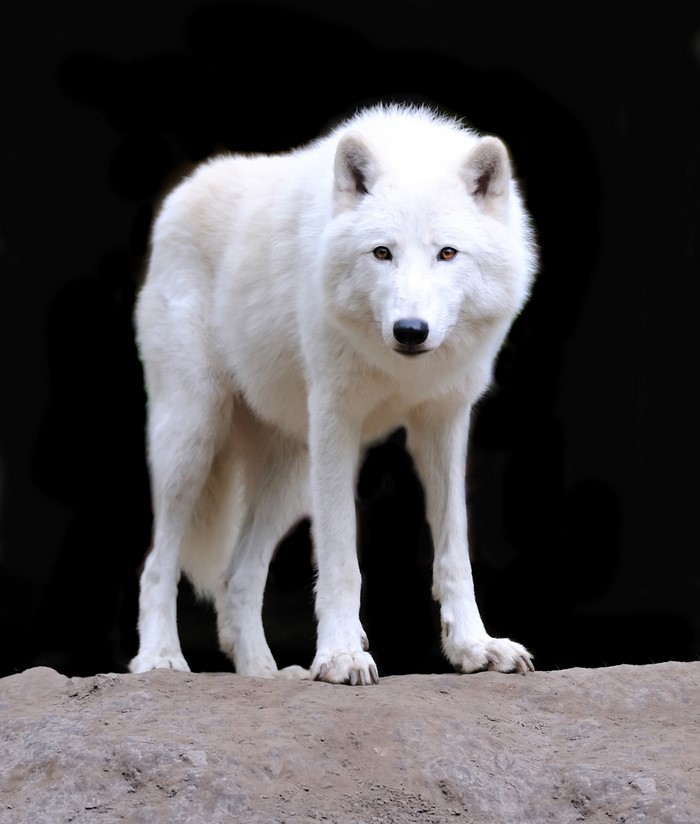White wolf standing on rocks