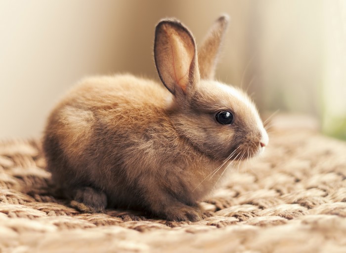 4K Closeup of a Brown Rabbit