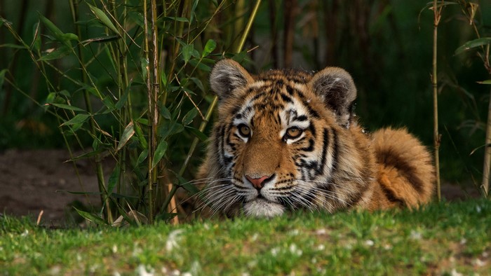 Tiger cub lying in grass near bamboo