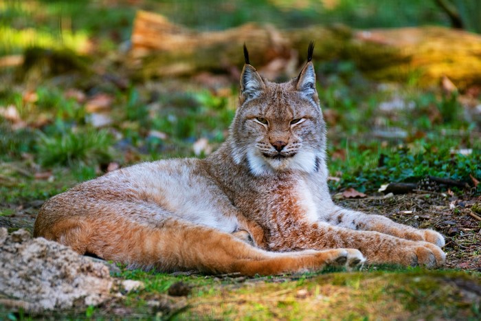 Lynx resting on the forest floor