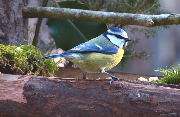 Blue Tit perched on a branch