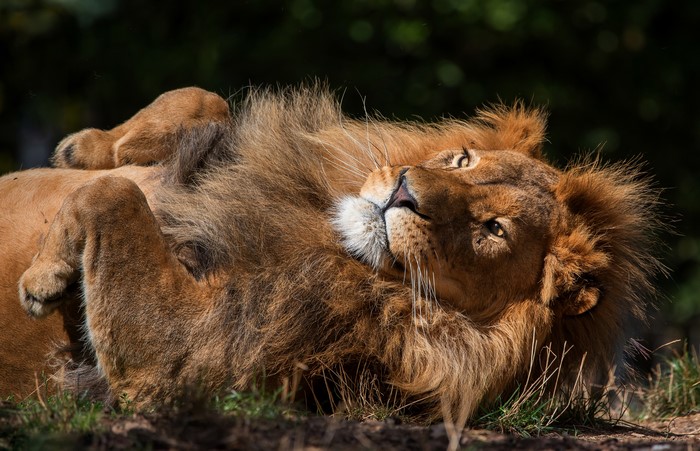 4K Lion Lying Down with Paws Up