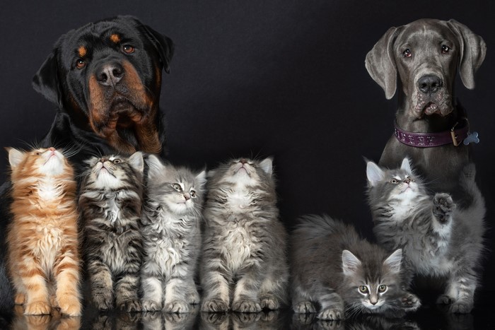 Rottweiler and Great Dane with Kittens