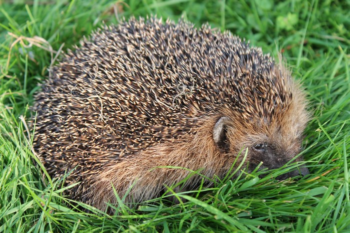 Hedgehog in the grass