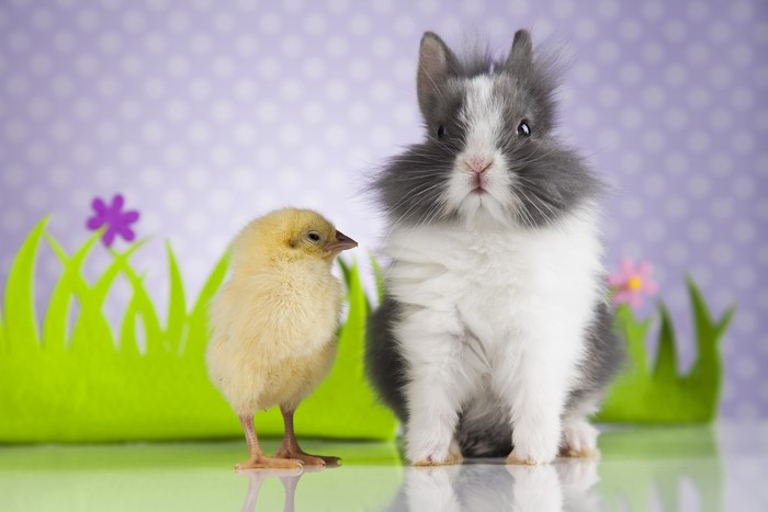 A chick and a rabbit with Easter decorations