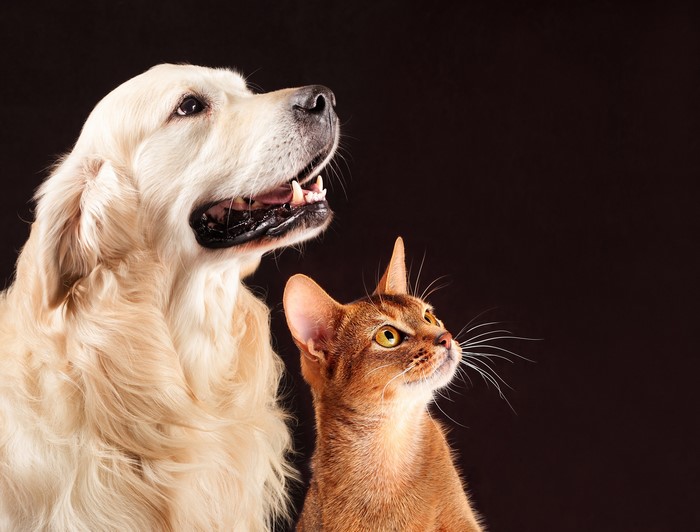 Golden Retriever dog and Abyssinian cat looking up