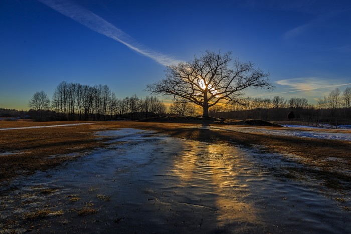 Bare tree silhouetted against sunset over a frozen field