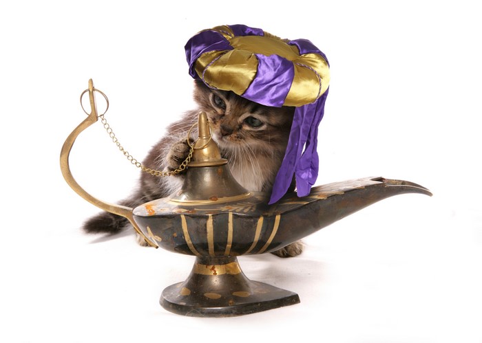 Kitten dressed as a genie with a magic lamp