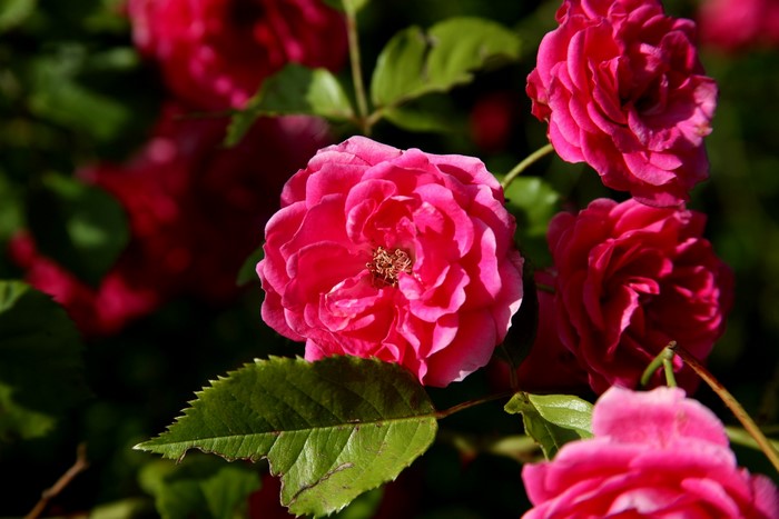 Close-up of pink roses with green leaves