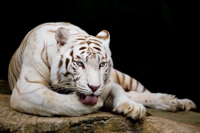4K White Tiger with Blue Eyes on Rock