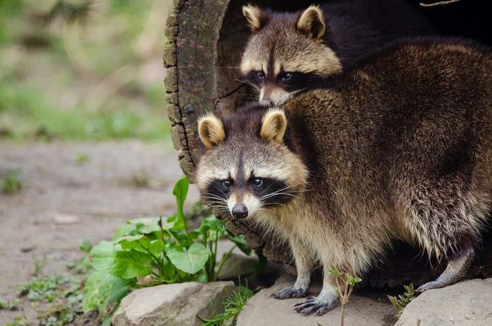 Two Raccoons Peeking from a Log