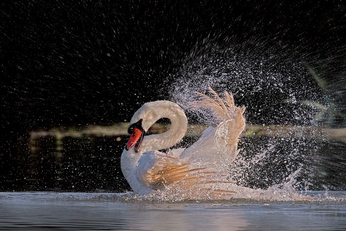 Swan splashing water in a lake