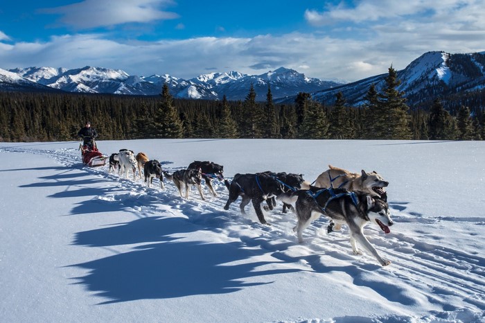 Dog sled team running through snowy mountains