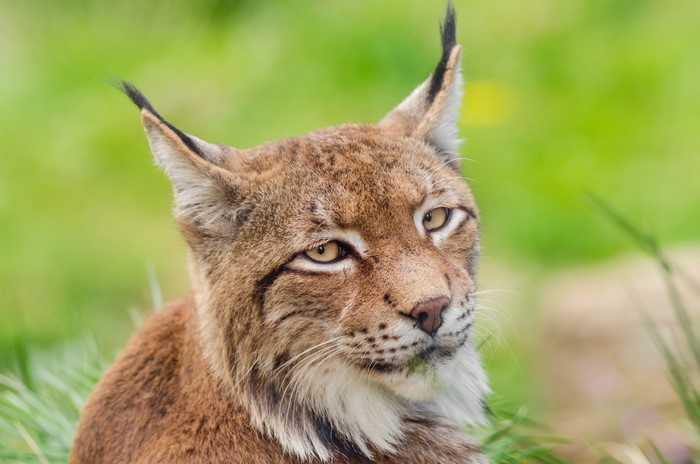 Close-up of a lynx's head with green background