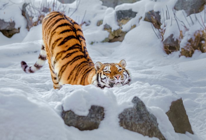 Tiger stretching in the snow