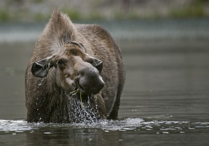 Moose eating grass in water